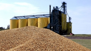 Malverzacije pšenicom i šećerom