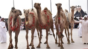 Botoksirane kamile