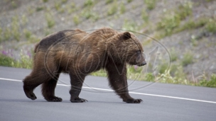 Medved na putu - vozači oprez