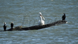 Pelikani na Dunavu