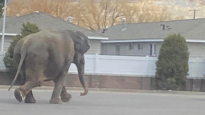 Slon u Montani