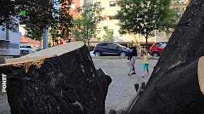 Zaustavljena seča drveća