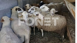 Mere zbog zaraze u regionu