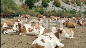 Bez vode 1000 životinja 