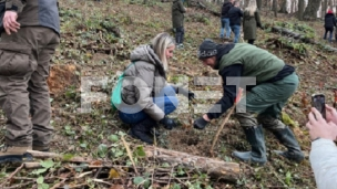 Kompanije sade 13.182 stabla 