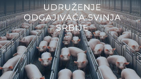 Uzgoj svinja pred kolapsom