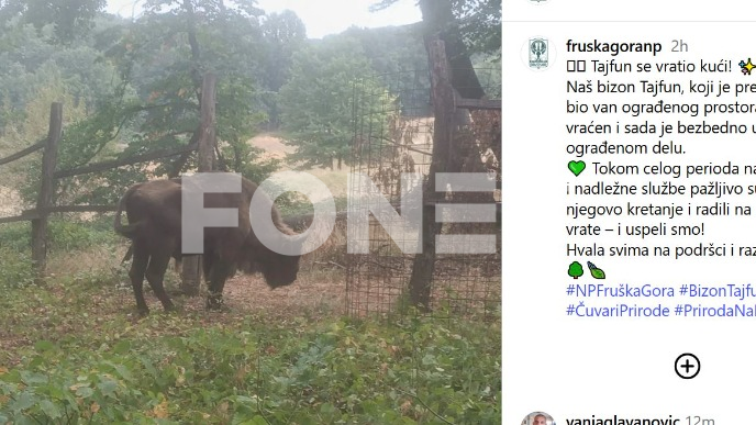 Pronađen odbegli bizon