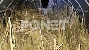 Zaplenjeno 200 kg marihuane Zaplenjeno 200 kg marihuane