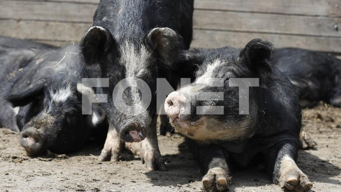 Pad trenda širenja svinjske kuge 