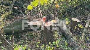 Seča drveća na Bajdini