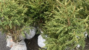 Doneti jelke u rasadnike