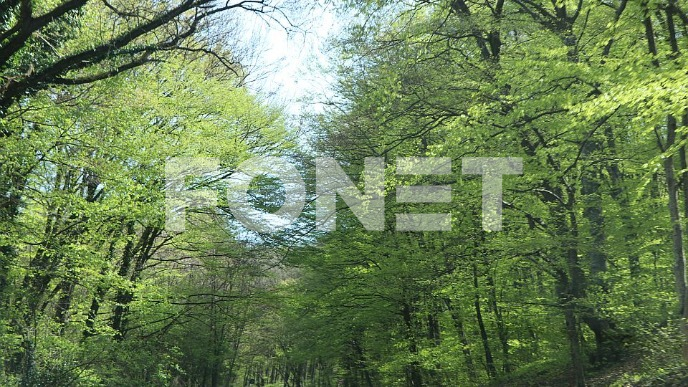 Stanje šuma na Svetski dan