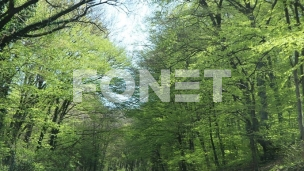 Stanje šuma na Svetski dan