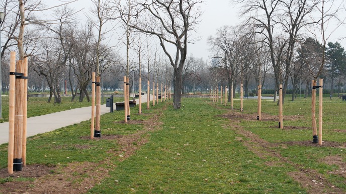 Donacija 100 stabala platana