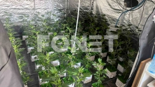 Uzgajaje marihuane u stanu