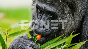 Rođendan najstarije gorile