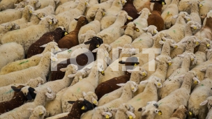 Zabranjen promet ovaca i koza 