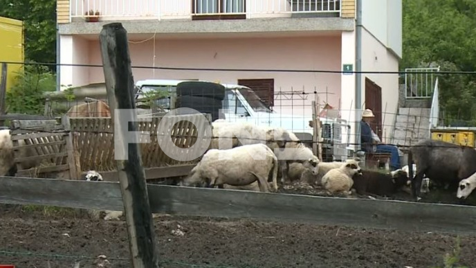 Bruceloza se širi u Federaciji