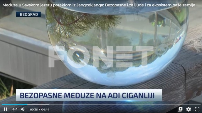 Bezopasne meduze na Adi