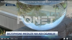 Bezopasne meduze na Adi