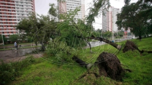 Tajfun čupao drveće