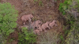 Migracija slonova