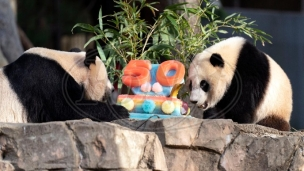Vikend proslava za pande